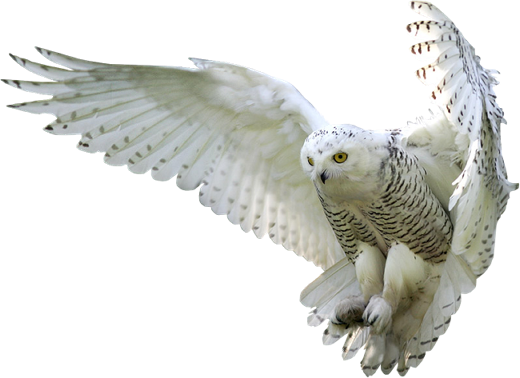 Bird Transparent PNG Image