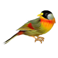 Bird Transparent PNG Image