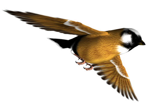 Bird Transparent PNG Image
