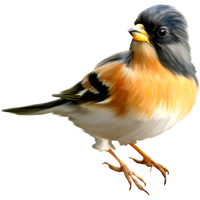 Bird Transparent PNG Image