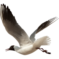 Bird PNG