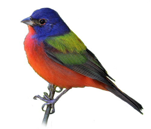 Bird Transparent PNG Image