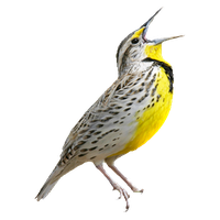 Bird PNG