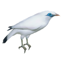 Bird PNG