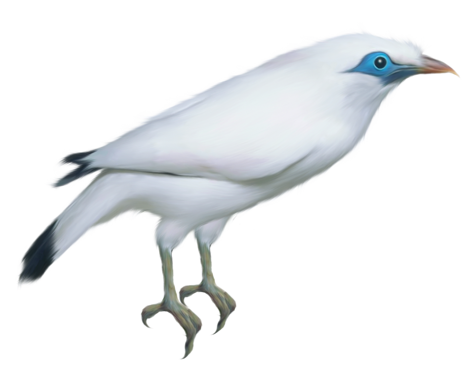 Bird Transparent PNG Image
