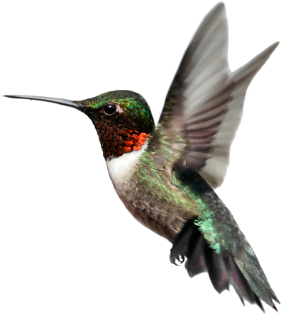 Bird Transparent PNG Image