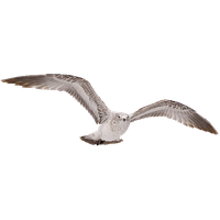 Bird PNG