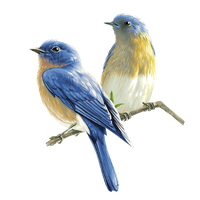 Bird PNG