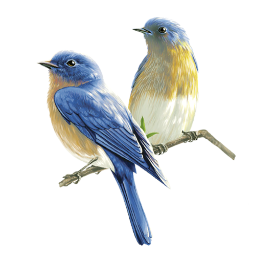 Bird Transparent PNG Image