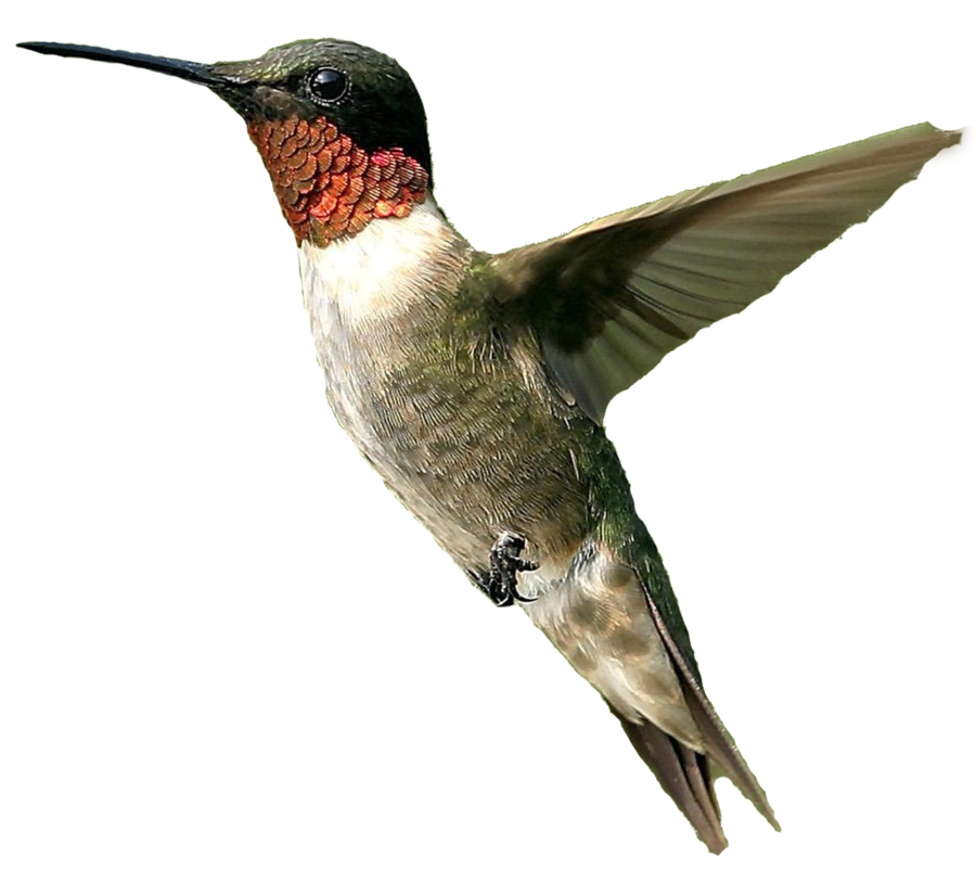 Bird Transparent PNG Image