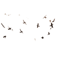 Bird PNG