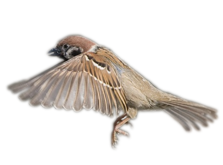 Bird Transparent PNG Image