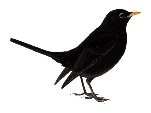 Bird Transparent PNG Image