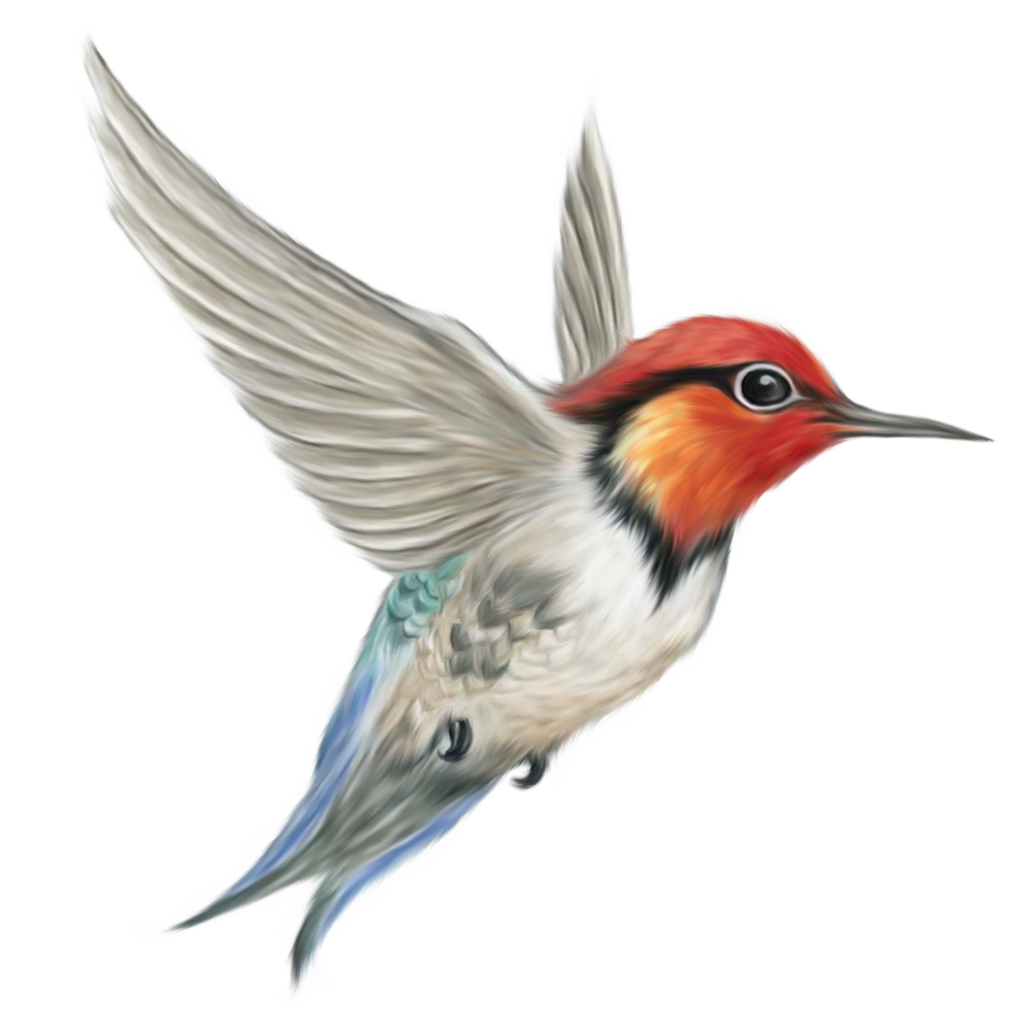 Bird Transparent PNG Image