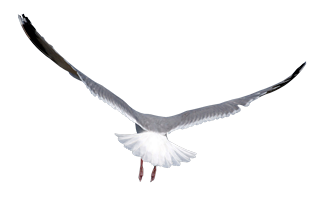 Bird Transparent PNG Image