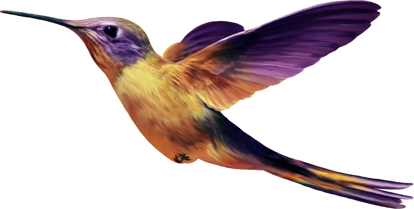 Bird Transparent PNG Image