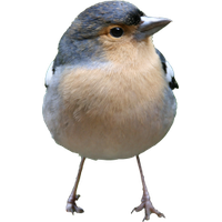 Bird PNG