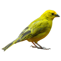 Bird PNG