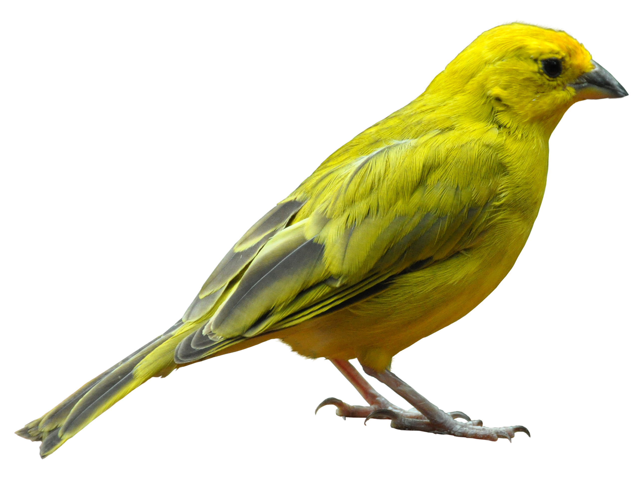 Bird Transparent PNG Image