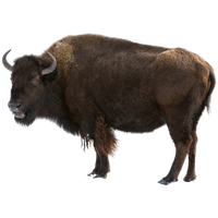 Bison Transparent PNG Image