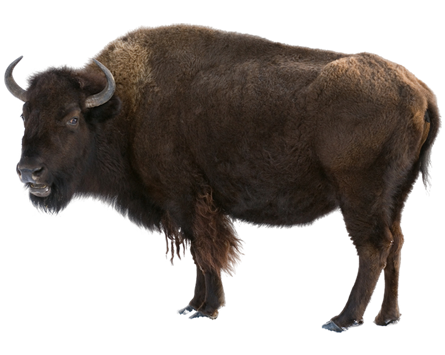 Bison Transparent PNG Image