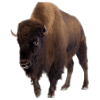 Bison Transparent PNG Image
