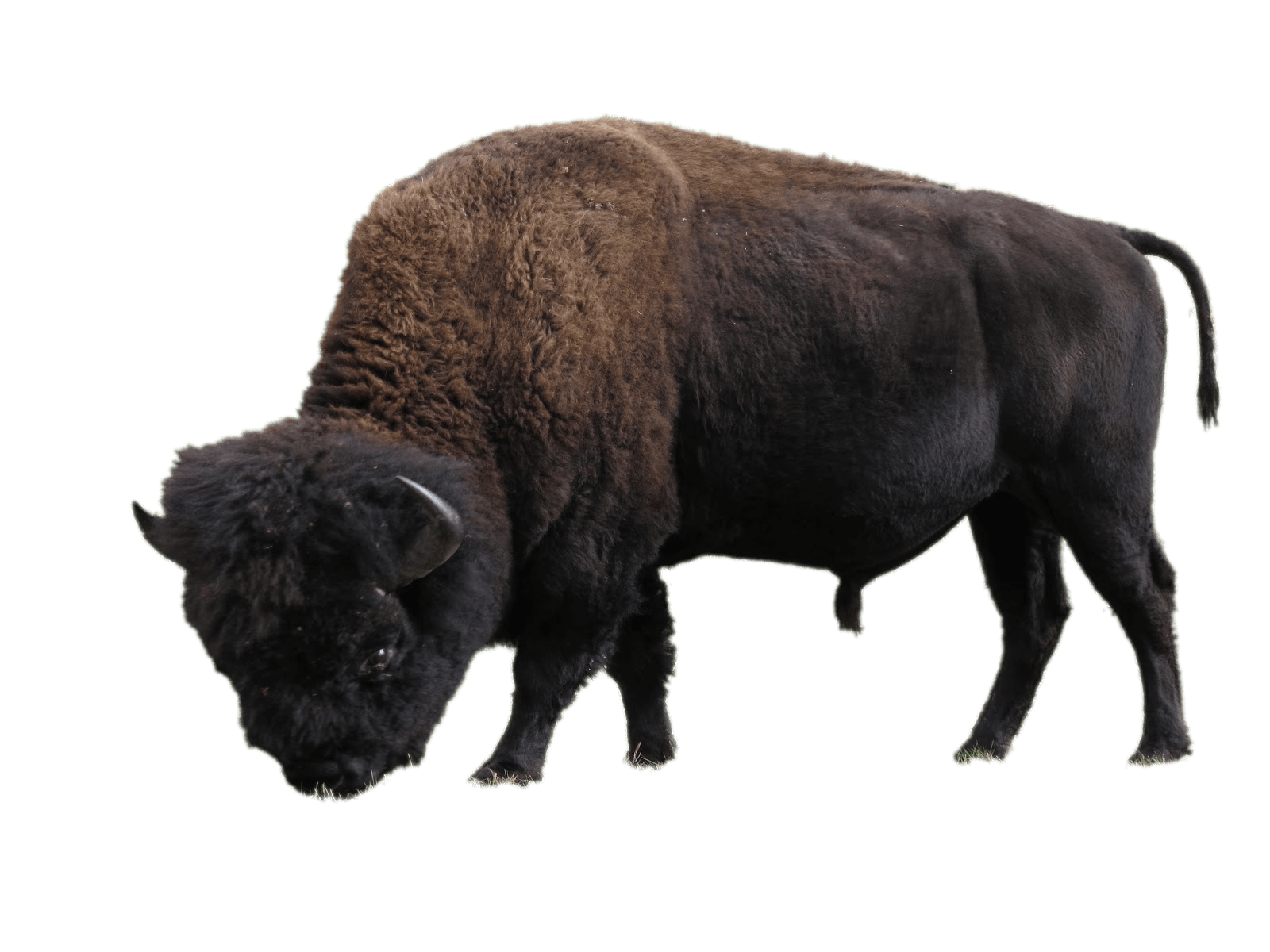 Bison Transparent PNG Image