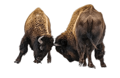 Bison Transparent PNG Image