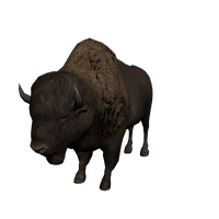 Bison Transparent PNG Image