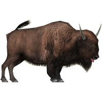 Bison Transparent PNG Image
