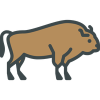 Bison Transparent PNG Image