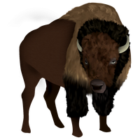 Bison Transparent PNG Image