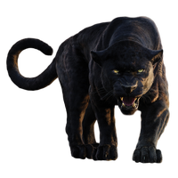 Khan Baloo Bagheera Panther Shere Book Black