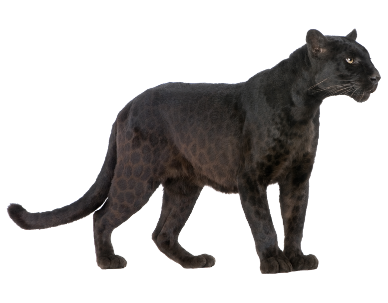 Download Jaguar Panther Royalty-Free Cougar Black Cheetah ...