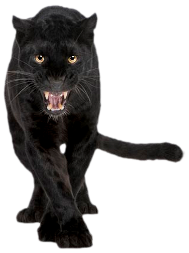 Jaguar Felidae Panther Cat Cougar Black PNG Image