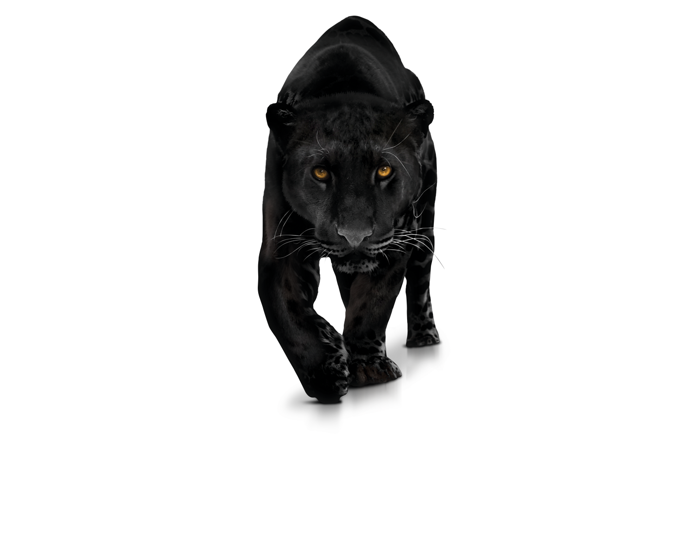 Download Jaguar Panther Leopard Snow Lion Black Hq Pn