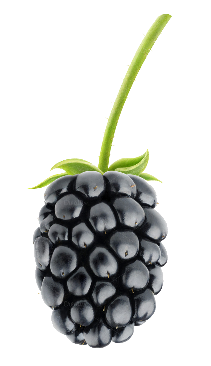 Blackberry Fruit Png Pic Transparent HQ PNG Download | FreePNGimg