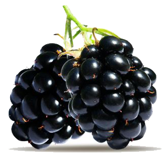 Blackberry Fruit Picture PNG Image