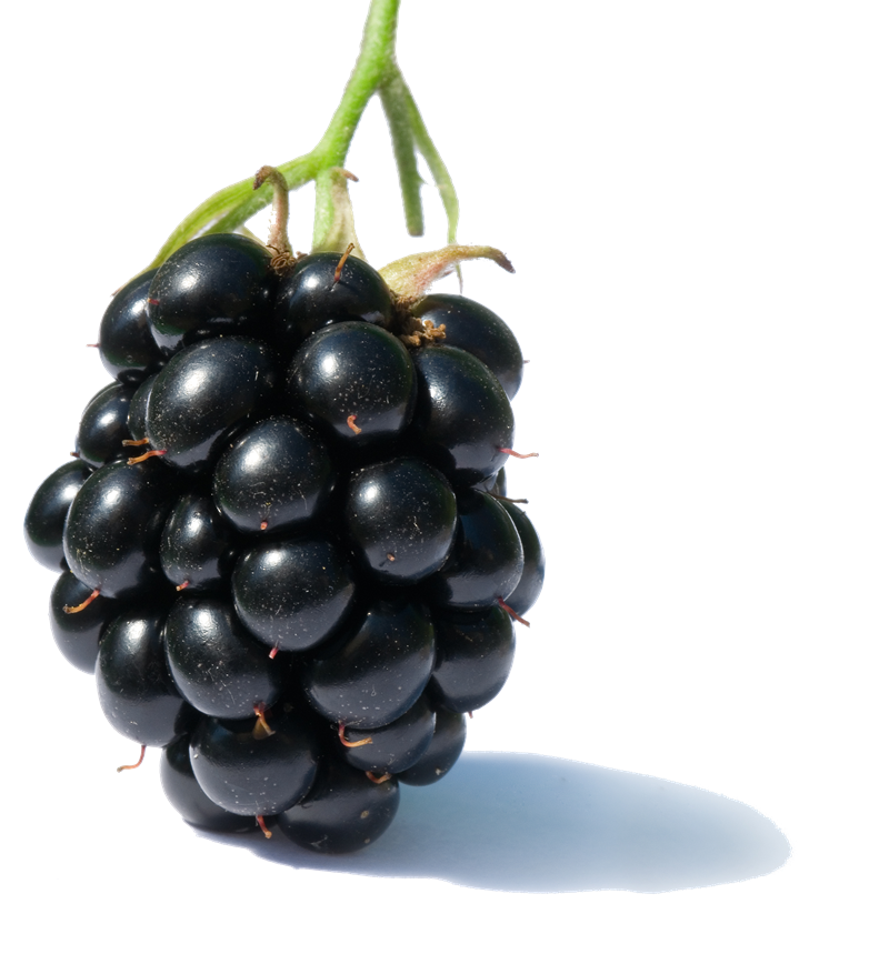 blackberries clip art