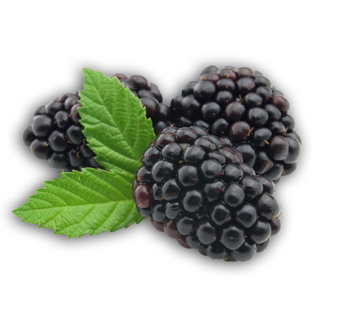 Download Blackberry Fruit Png Pic Hq Png Image Freepn Vrogue Co