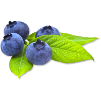 Download Blueberry Free Png Photo Images And Clipart Freepngimg