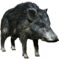 Boar Transparent PNG Image