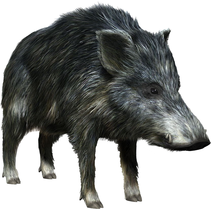 Boar Transparent PNG Image