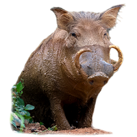 Boar PNG