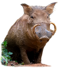 Boar Transparent PNG Image