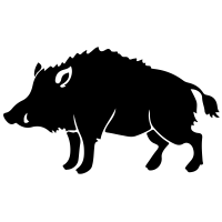 Boar Transparent PNG Image
