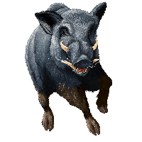 Boar PNG