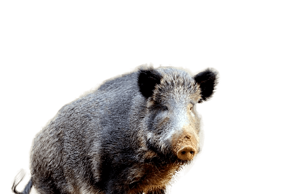 Boar Transparent PNG Image