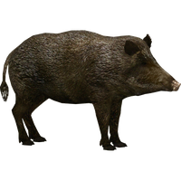 Boar Transparent PNG Image