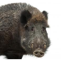 Boar PNG